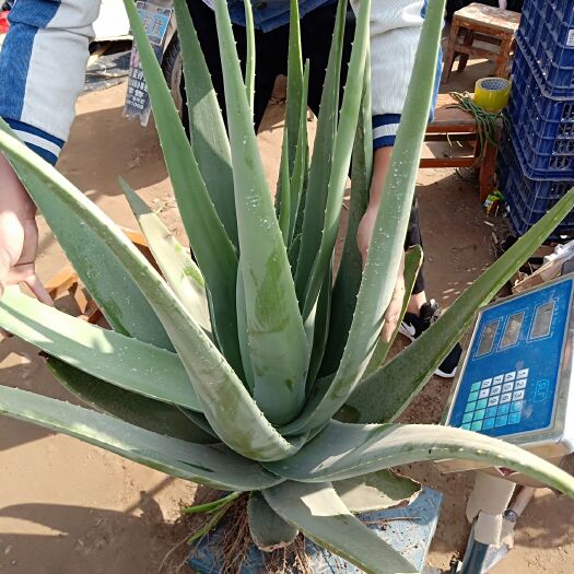 虞城县库拉索芦荟 18~20cm 