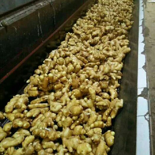 大黄姜 4~6两 带土