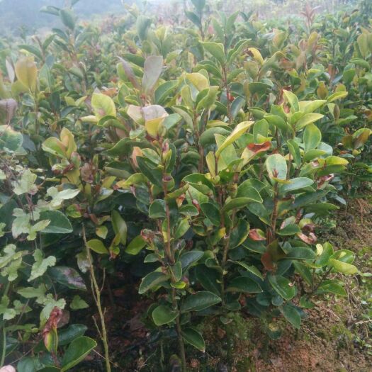 灵山县油茶苗 白花油茶