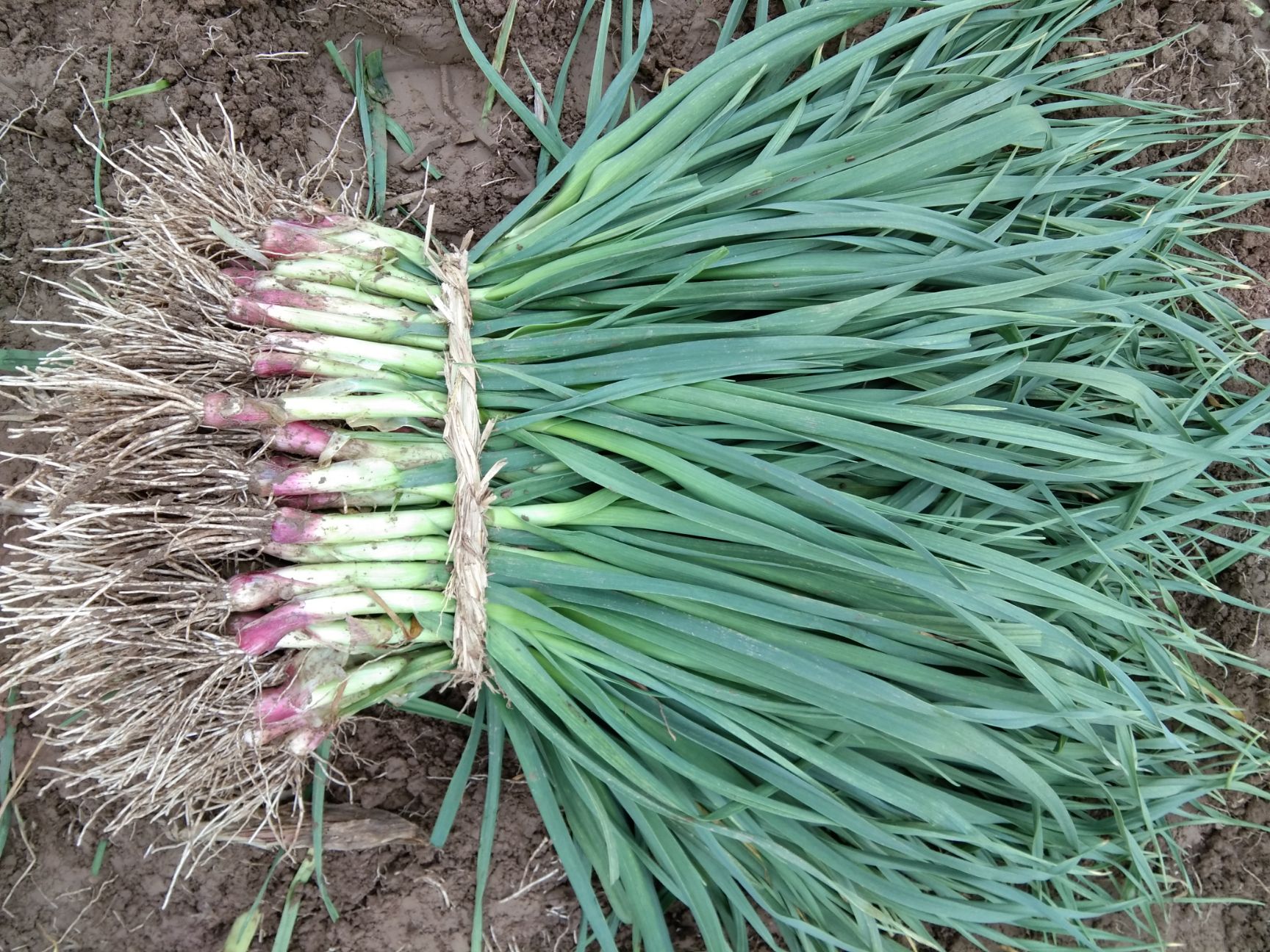红根蒜苗 50 - 60cm