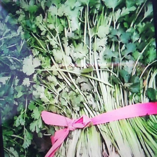 饶阳县铁杆青香菜 25~30cm 