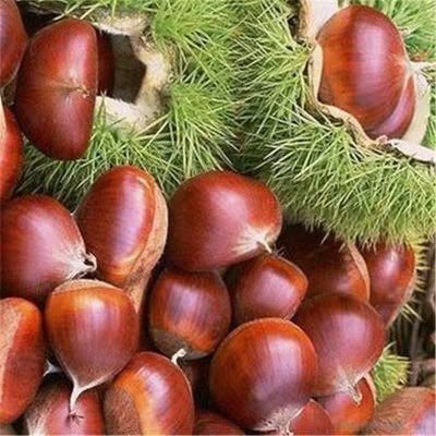 平邑县大红袍板栗苗 嫁接苗 1~1.5米 