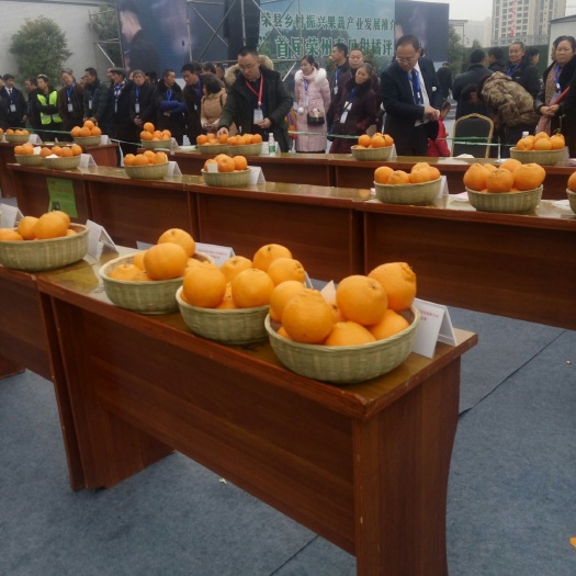荣县耙耙柑 四川省自贡市荣县 地头通货