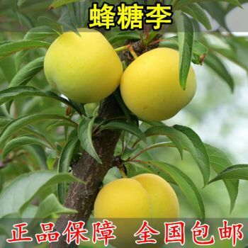 平邑县蜂糖李树苗 