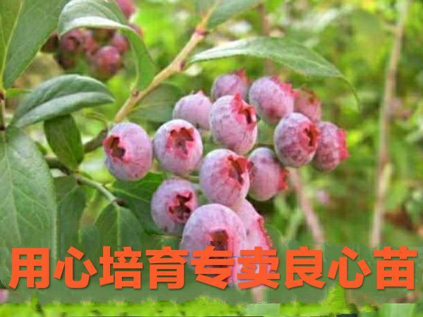 平邑县蓝宝石蓝莓苗 