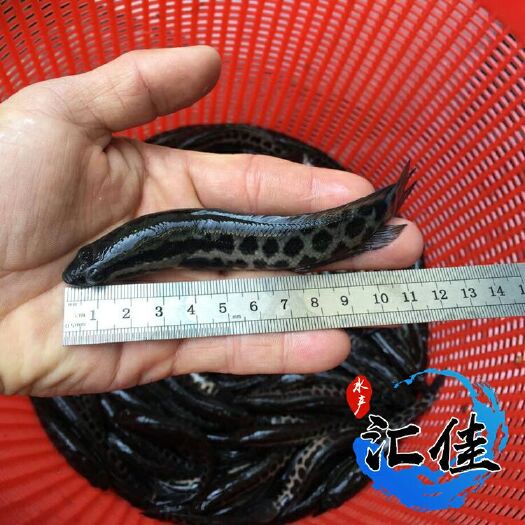 广州黑鱼苗 