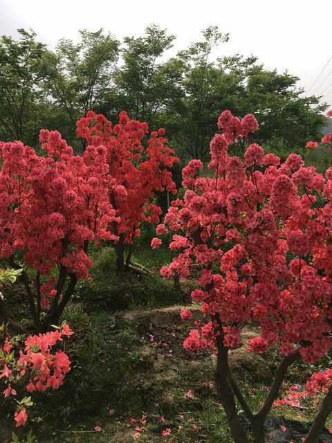 潜山市国旗红杜鹃  映山红地景桩，截杆地景，
