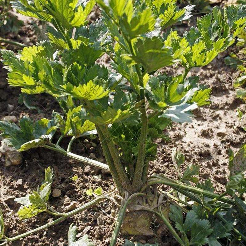 地中海根芹种子 圆球型 耐热 耐寒 早熟大根茎蔬菜 春秋种植