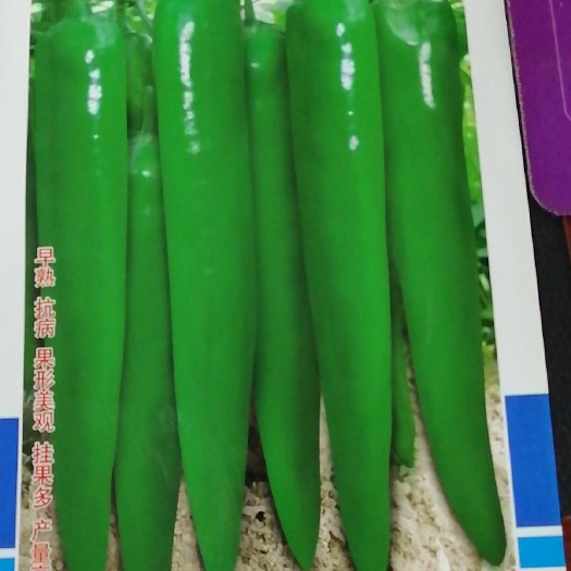 萧县尖椒种子 杂交种 ≥85% 