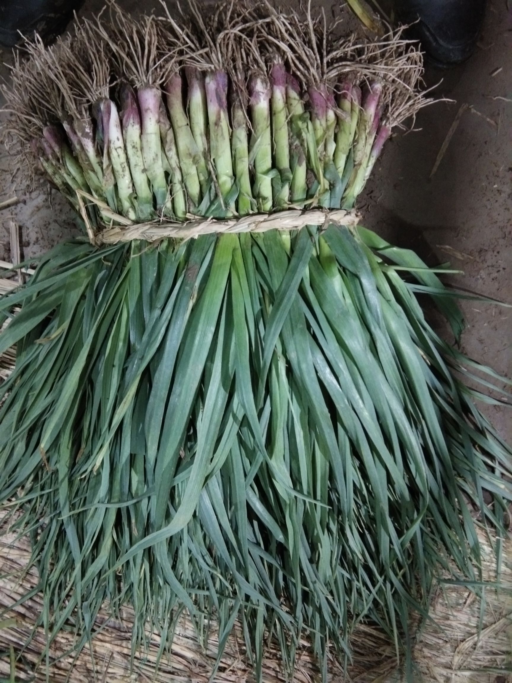 红根蒜苗 50 - 60cm