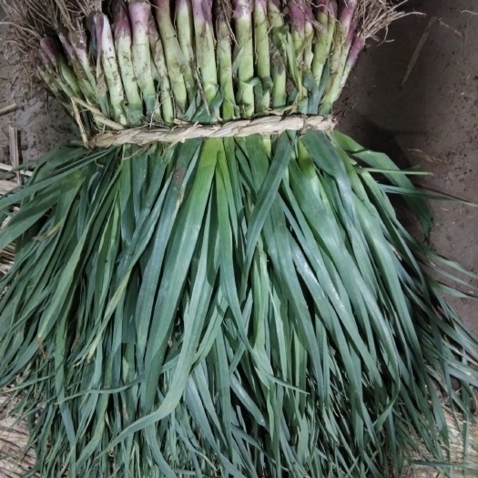 盐城红根蒜苗 50 - 60cm