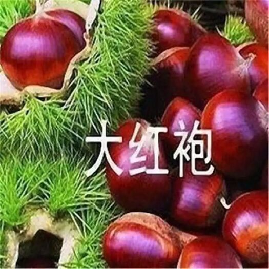 平邑县 板栗树苗 品种齐全  南方北方均可种植