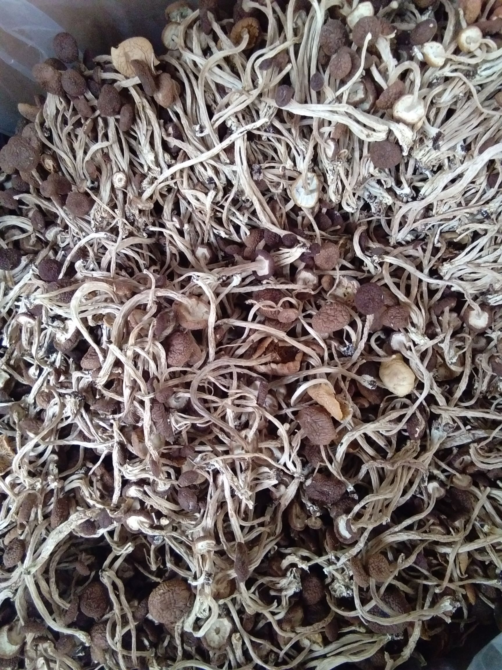 茶树菇 散装 1年 