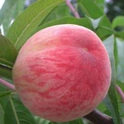 平邑县水蜜桃苗 1~1.5米 