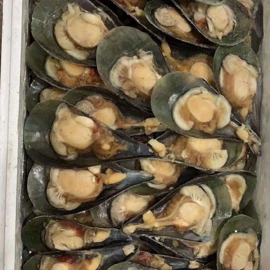带子江瑶贝半壳带子