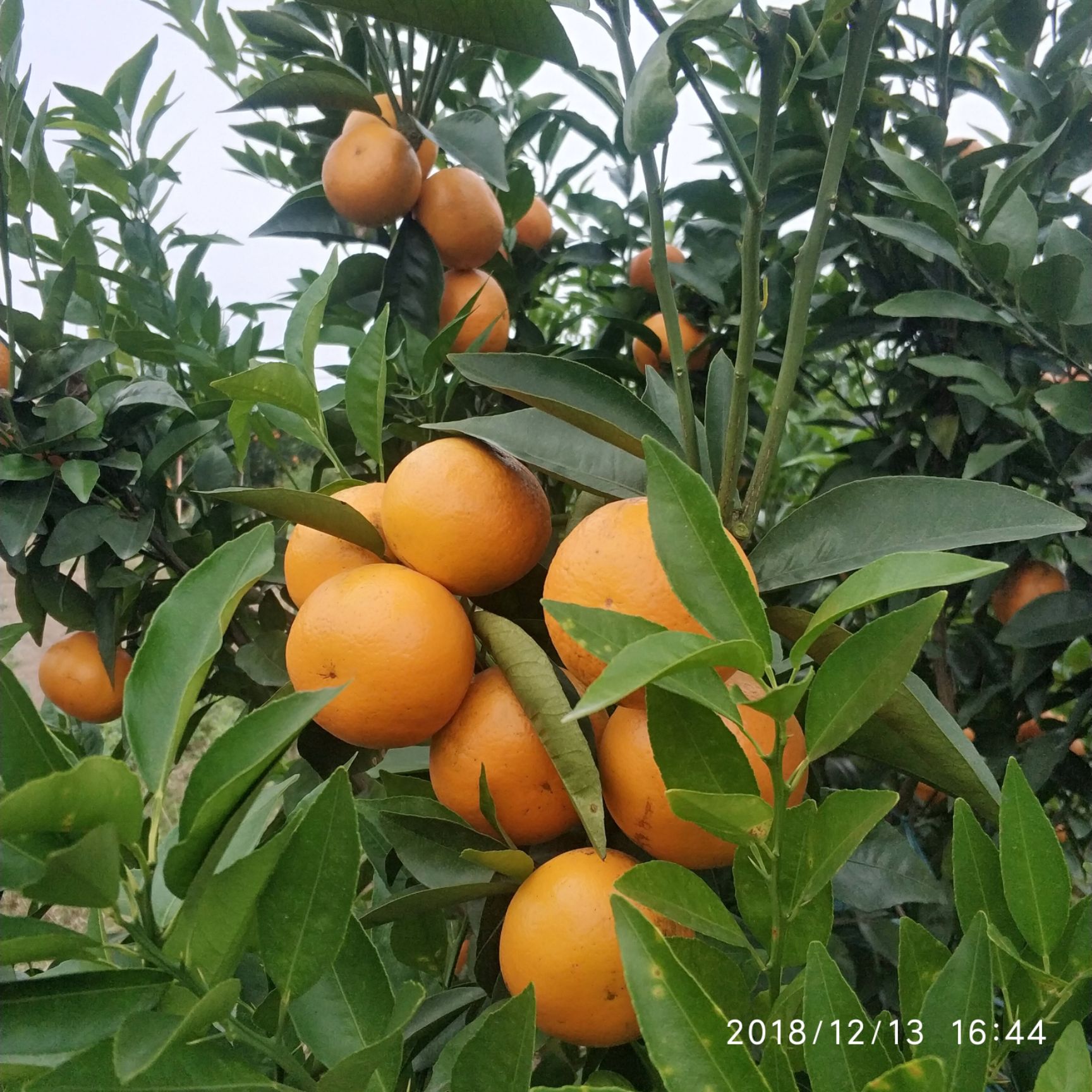 沃柑 统货 3两以上 