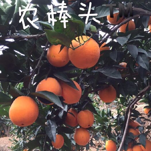 西昌市雷波脐橙 65 - 70mm 4-8两 