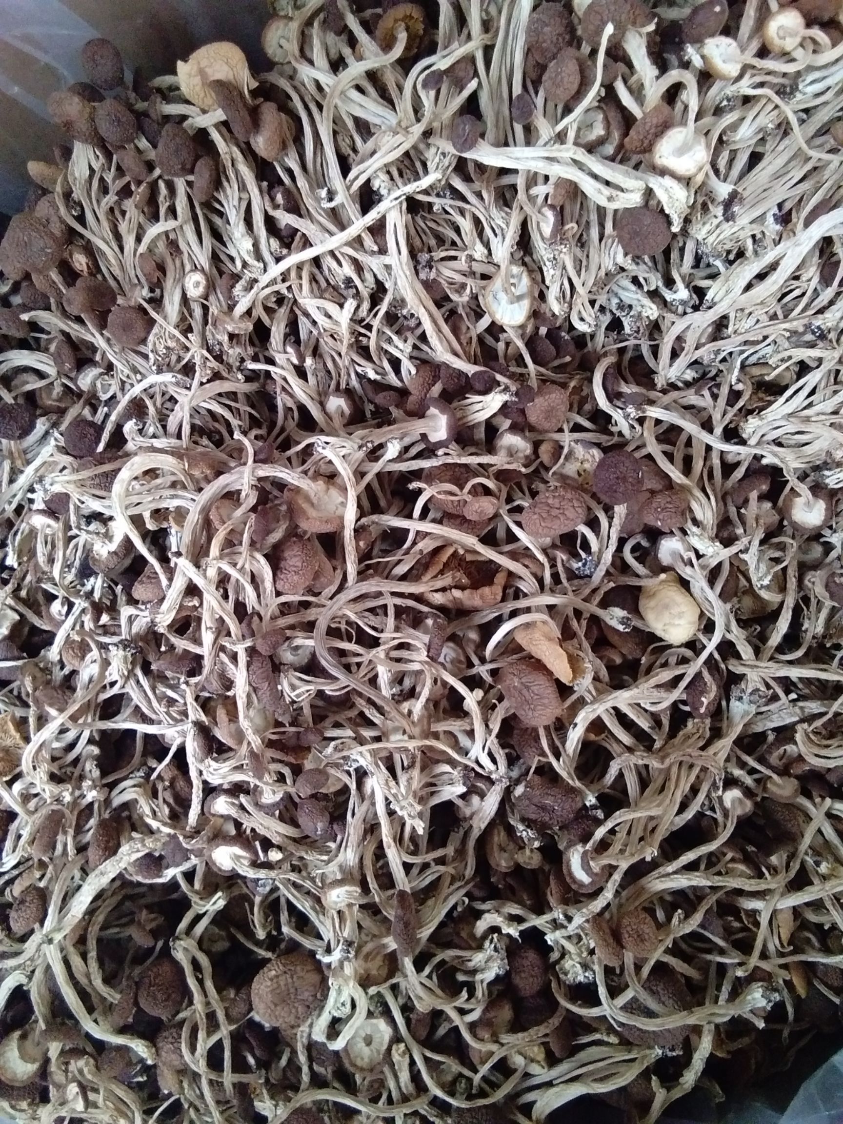 茶树菇 散装 1年 