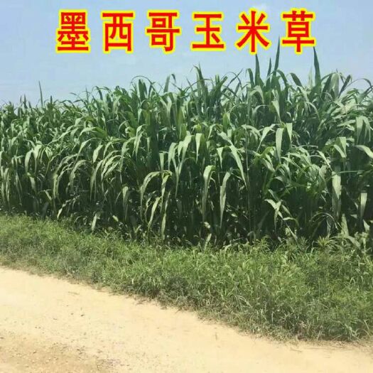 寿光市黑麦草种子 