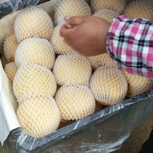 砀山县砀山梨 85mm以上 250-300g 