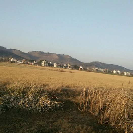 无为市嘉花水稻 晚稻 
