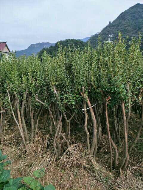 国旗红杜鹃  映山红地景桩，截杆地景，