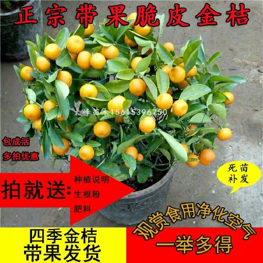 平邑县脆皮金桔苗  带果发货 观赏食用 