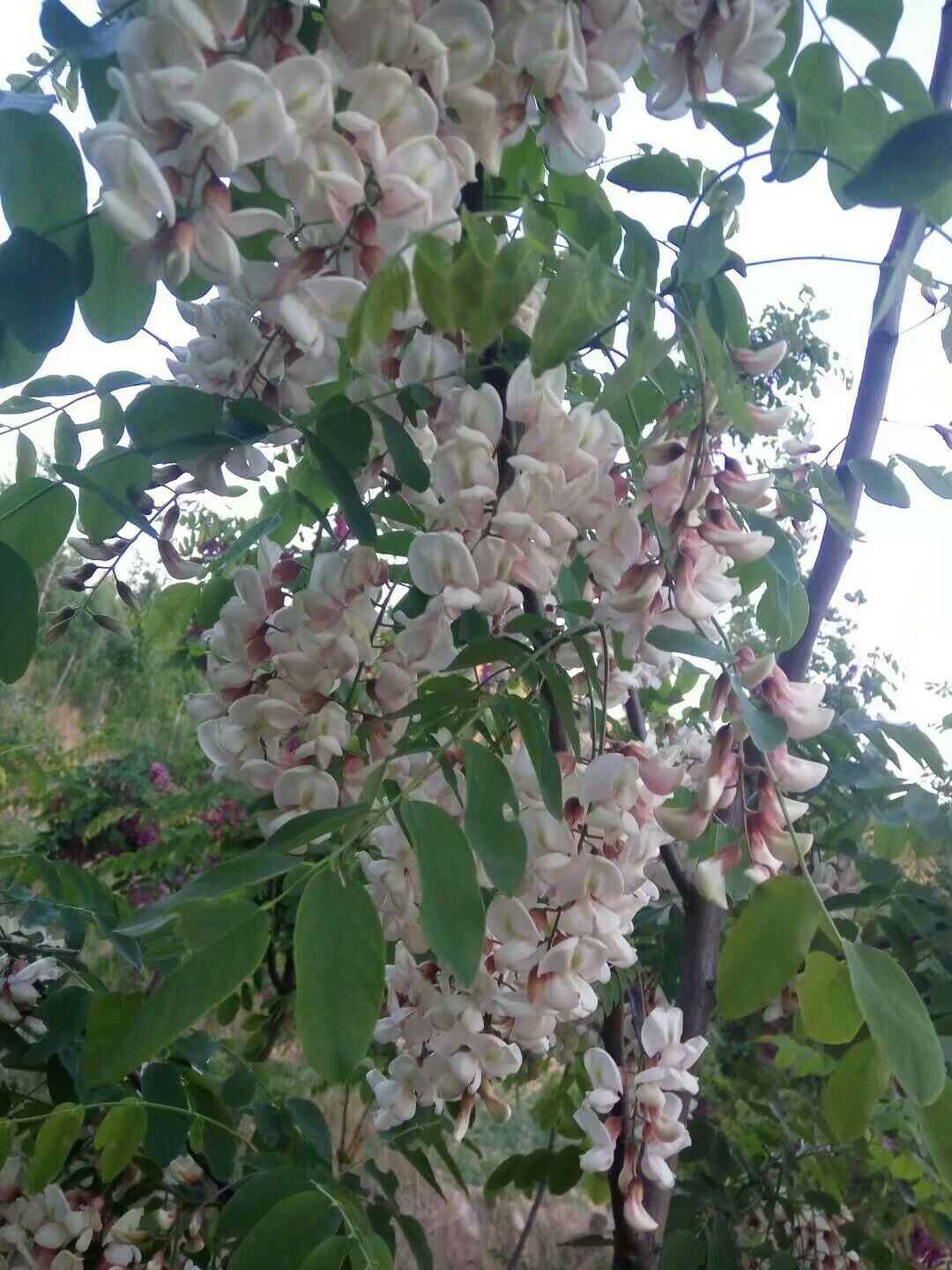  大量香花槐出售