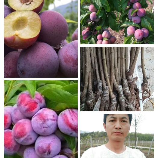 苍溪县脆红李苗  李子苗【脆红李】苗，原产地发货哦！品质保证！