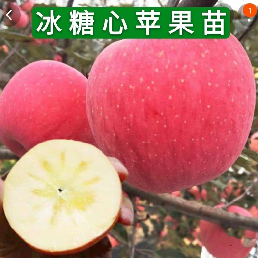 平邑县优质冰糖心苹果苗 嫁接 保质保量 死苗补发 提供种植和管理技