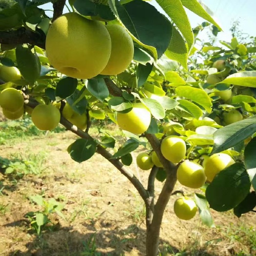苍溪县翠冠梨苗 0.5~1米
