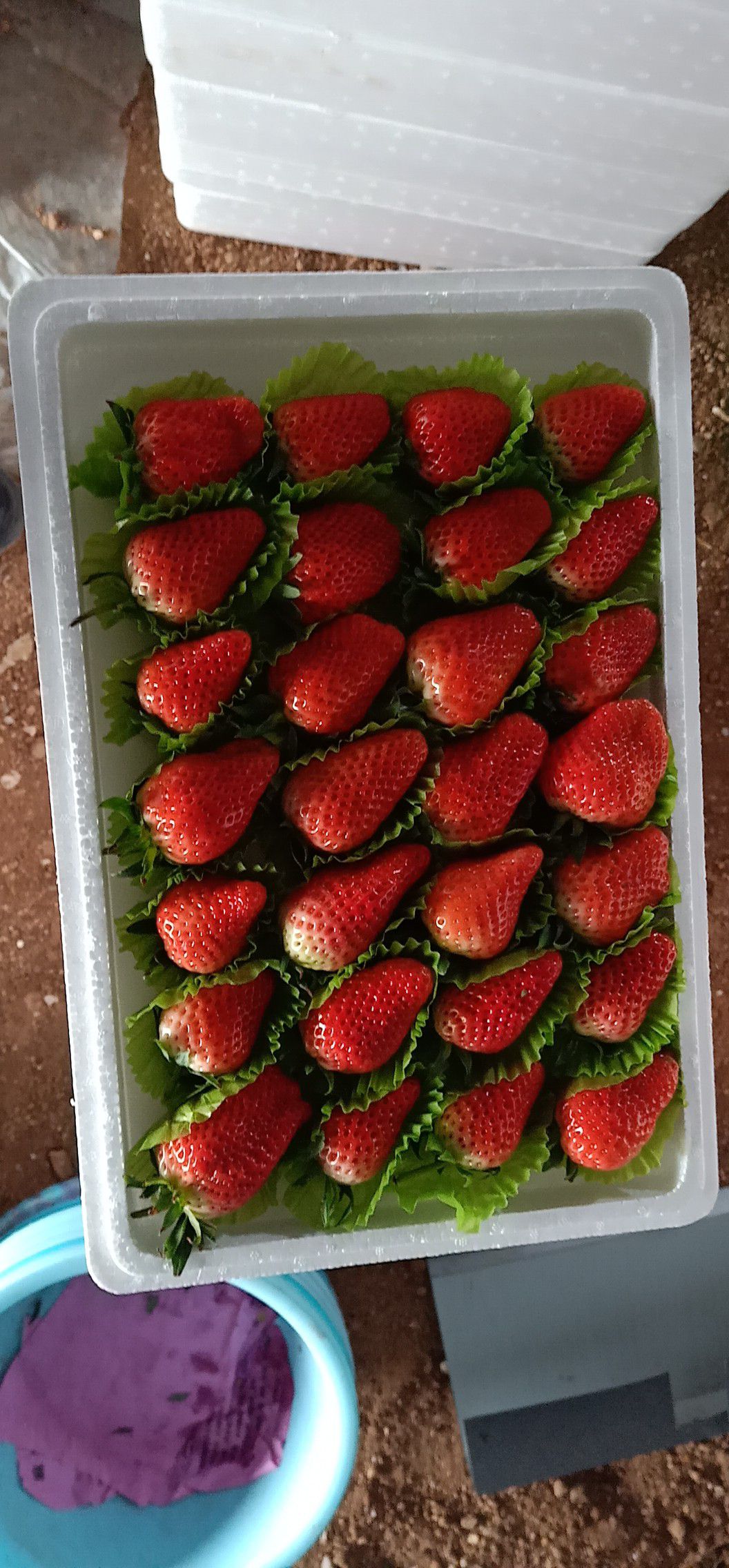 平度市甜宝草莓 一级果