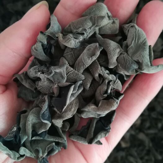 尚志市黑木耳 干木耳 一级