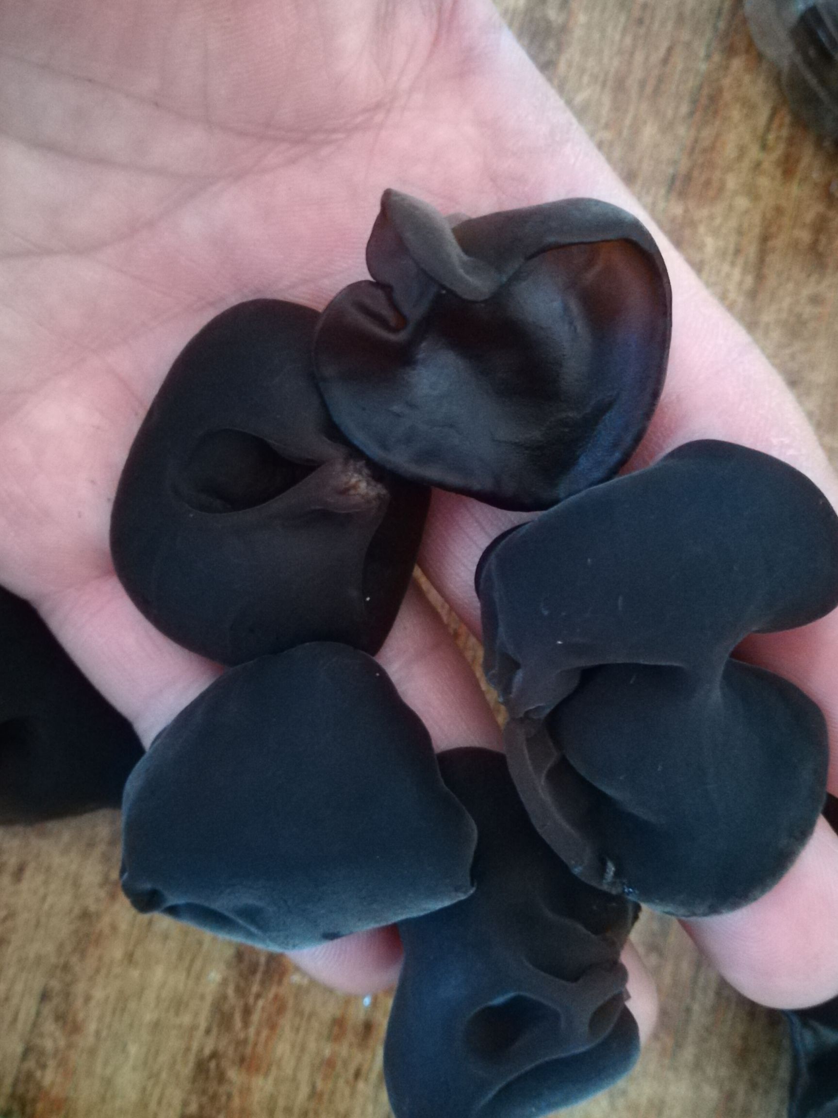 黑木耳 干木耳 一级