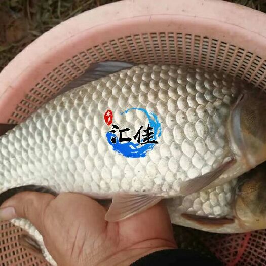 广州高背鲫鱼苗