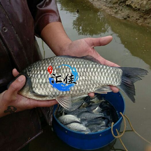广州中科3号鲫鱼苗