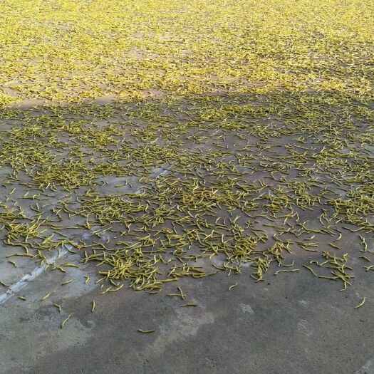 大悟县干黄花菜 12-18个月 