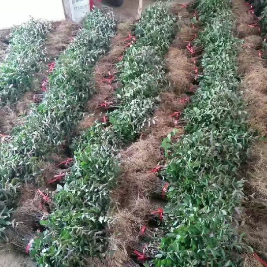 奉新县树形金银花 30~40公分 