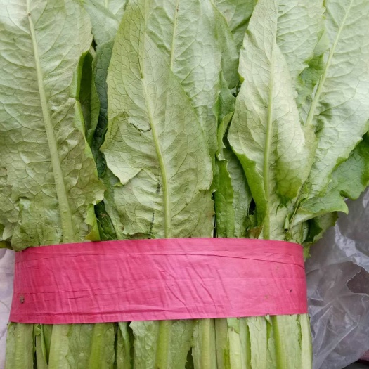 邯郸青油麦 20~25cm 