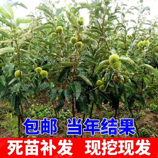 平邑县大红袍板栗苗 嫁接苗 1~1.5米 
