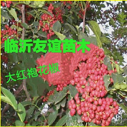 平邑县大红袍花椒苗 