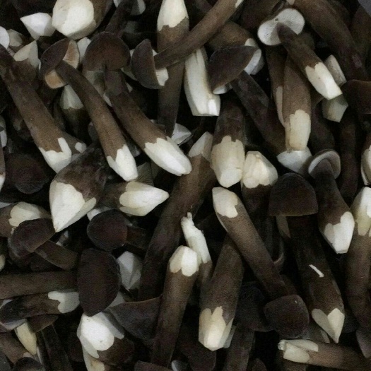 六盘水鸡枞菌 鲜货 人工种植 黑皮鸡枞 6cm~9cm 