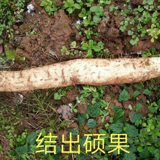 天全县细毛山药 30~40cm 
