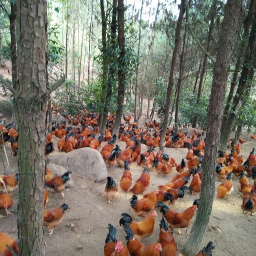 灵山县土鸡 5-6斤 公 