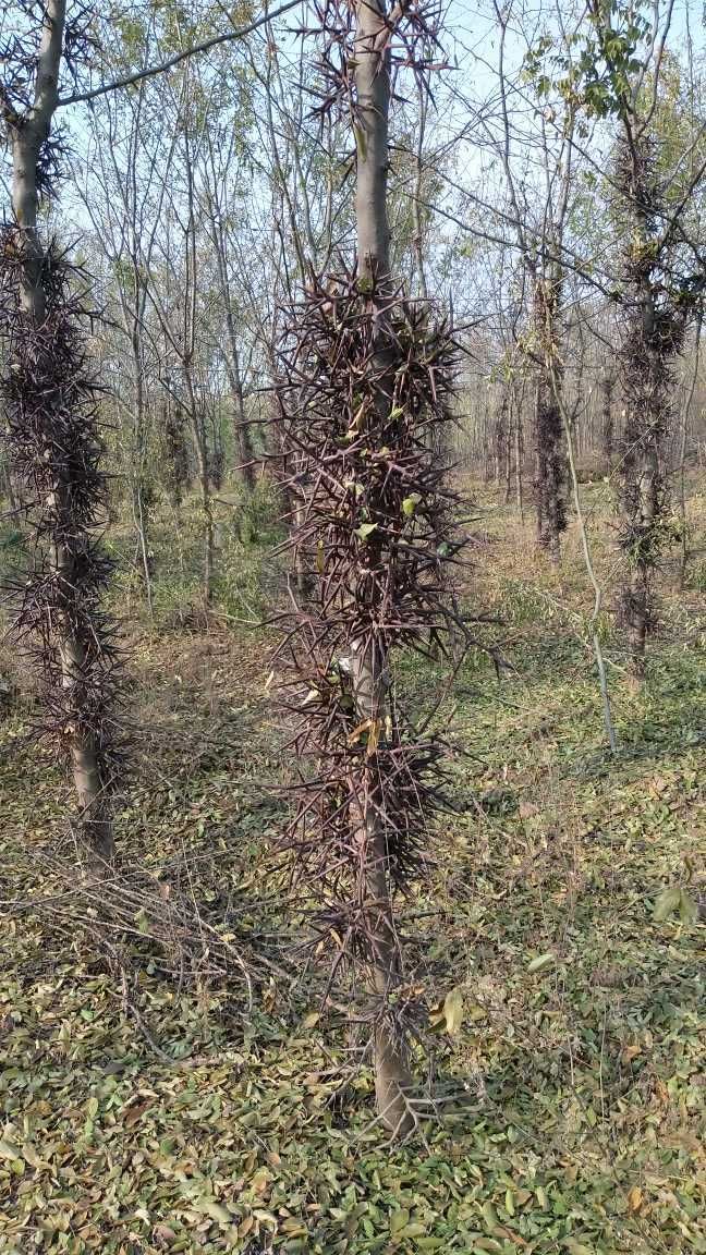 普通皂角树