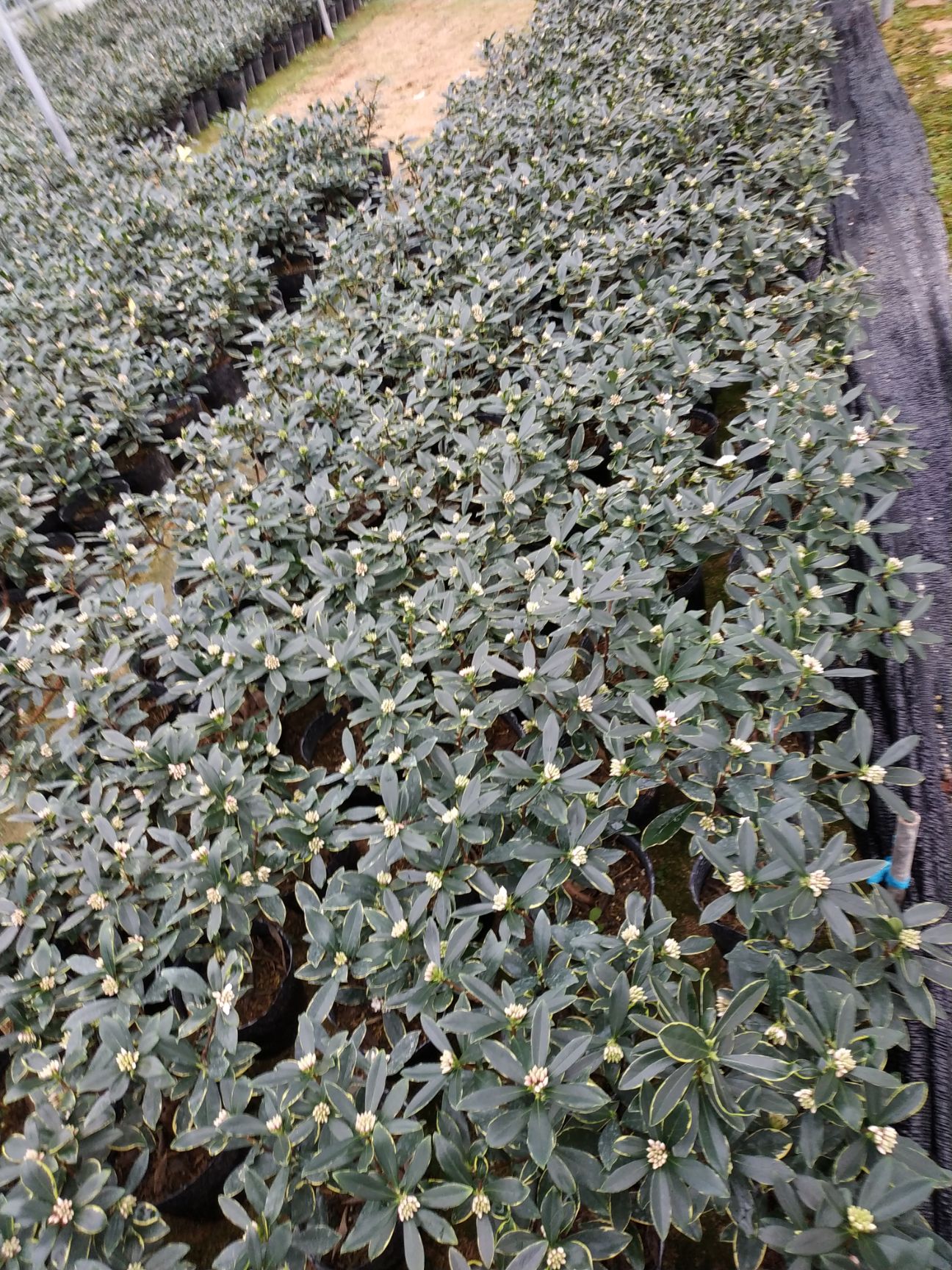 金边瑞香 扦插苗 