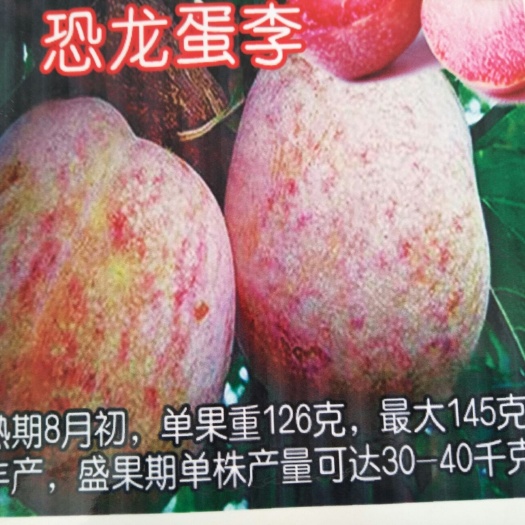 泰安恐龙蛋李子苗 