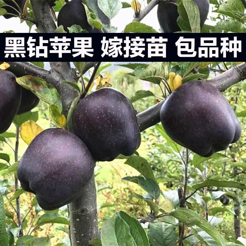 黑钻苹果树苗 1~1.5米 