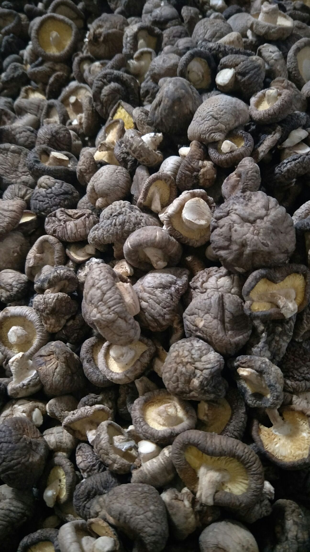  香菇 袋料剪柄冬菇