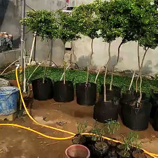 沭阳县小叶黄杨苗  独杆小叶黄杨3公分